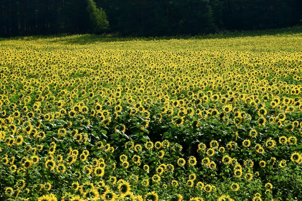 Sunflower Yellow Green warm Field