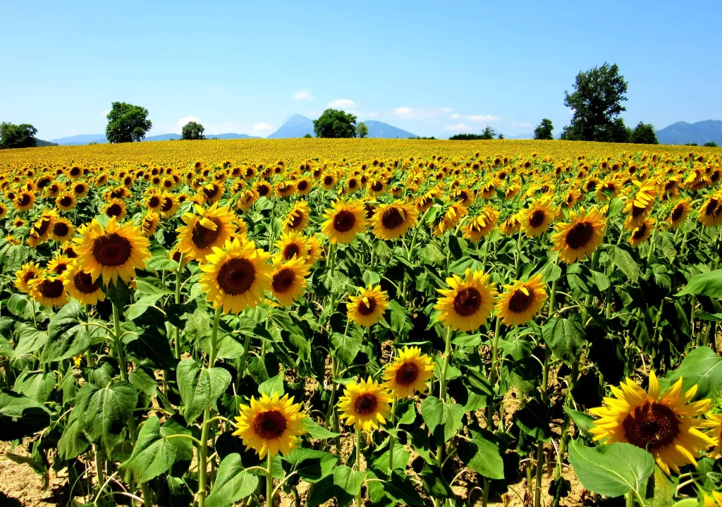 Sunflower Yellow Green warm Blue