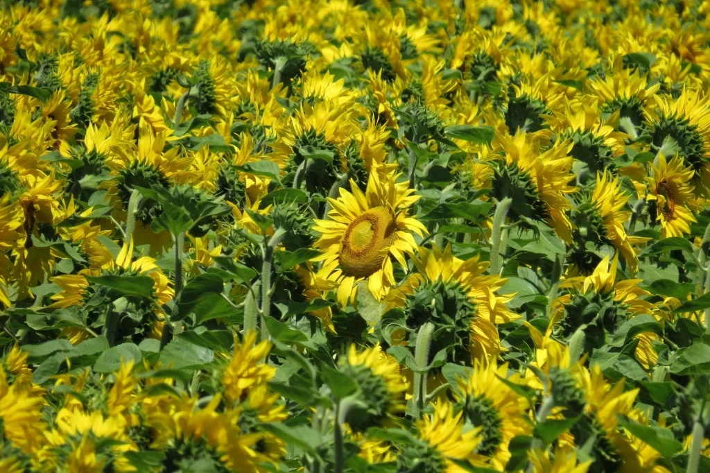 Sunflower Yellow Green warm Field