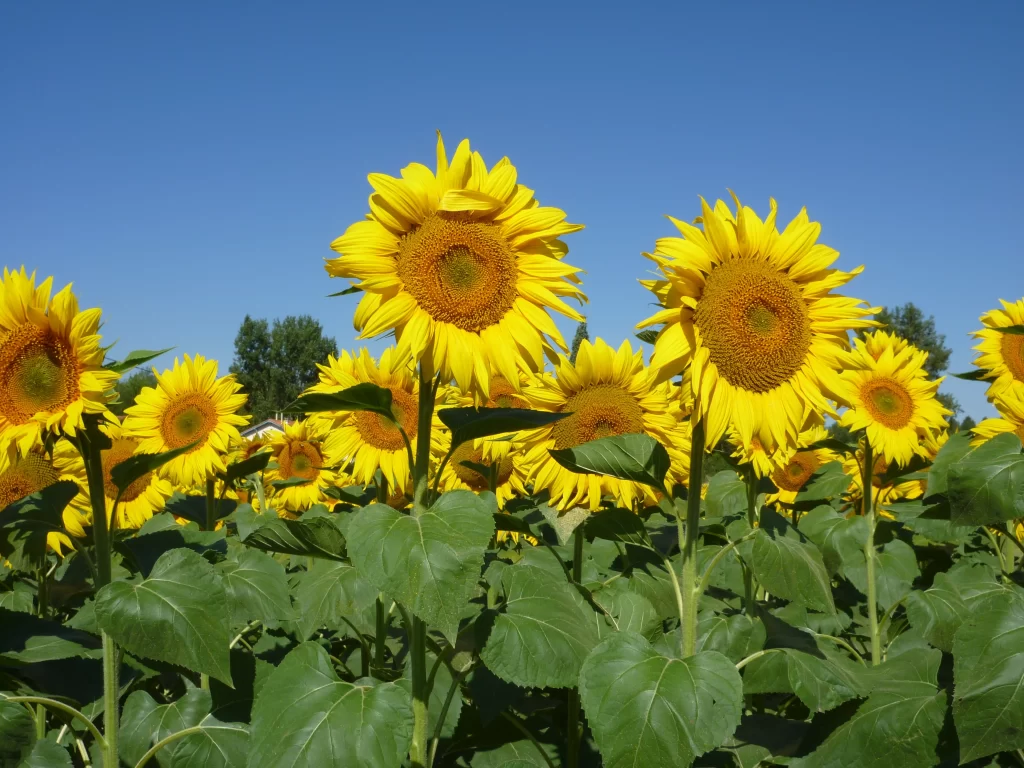 Sunflower Yellow Green warm Blue