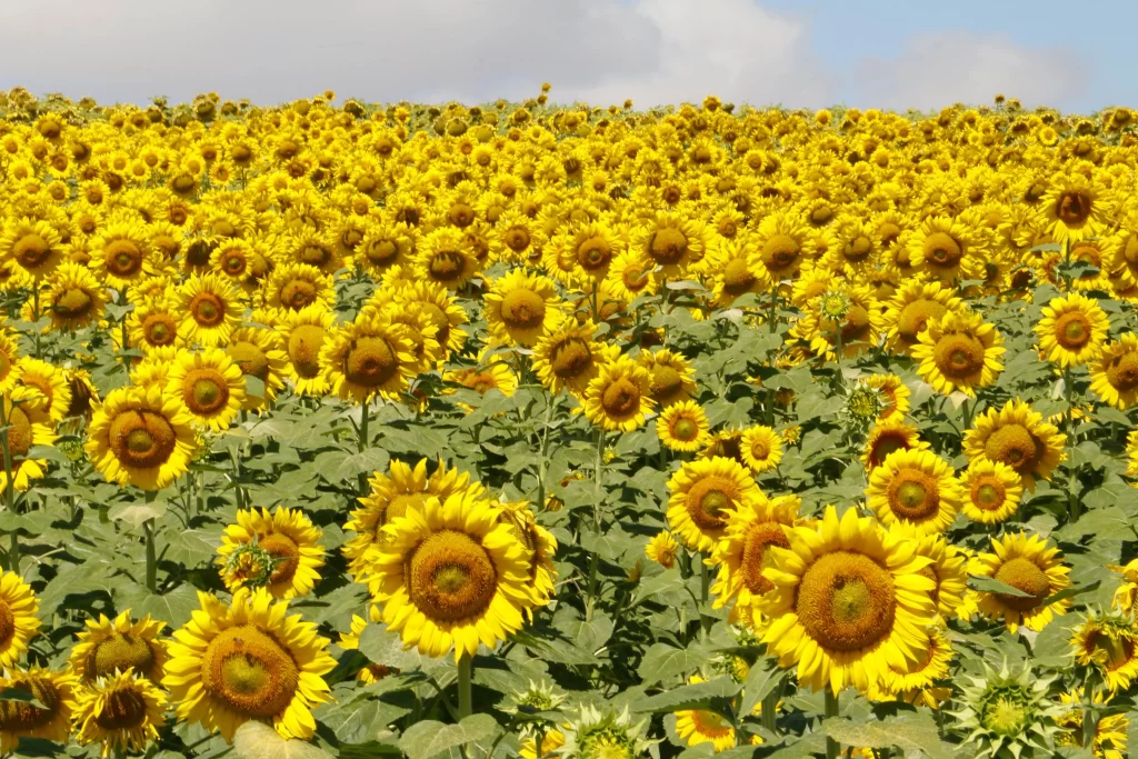Sunflower Yellow Green warm Blue