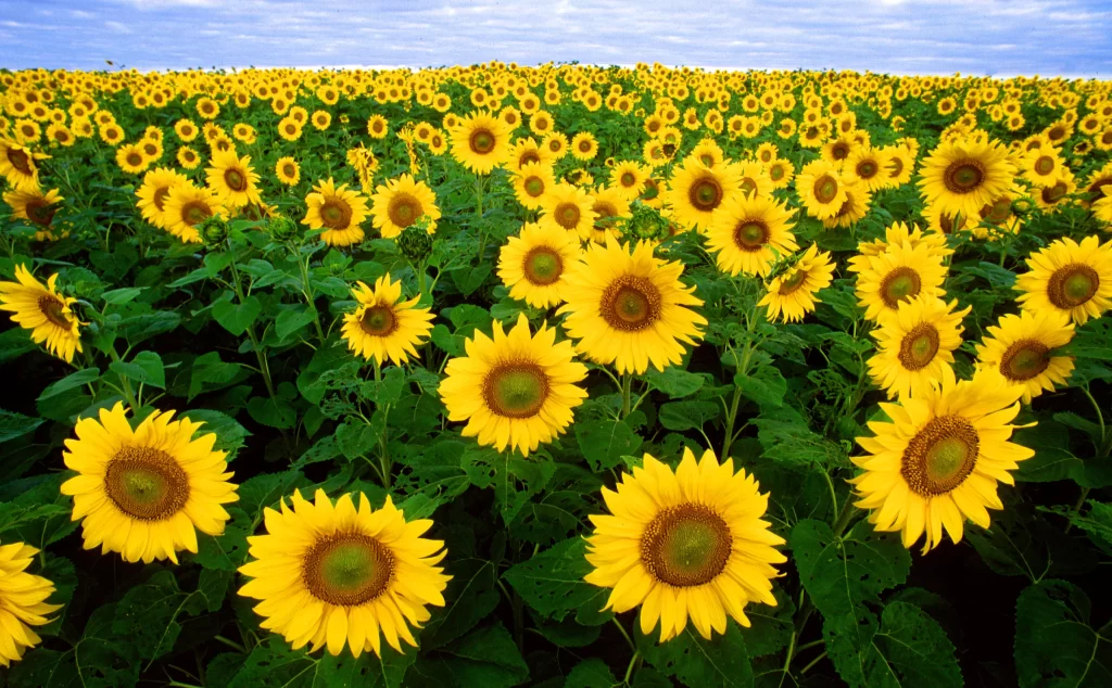 Sunflower Yellow Green warm Blue