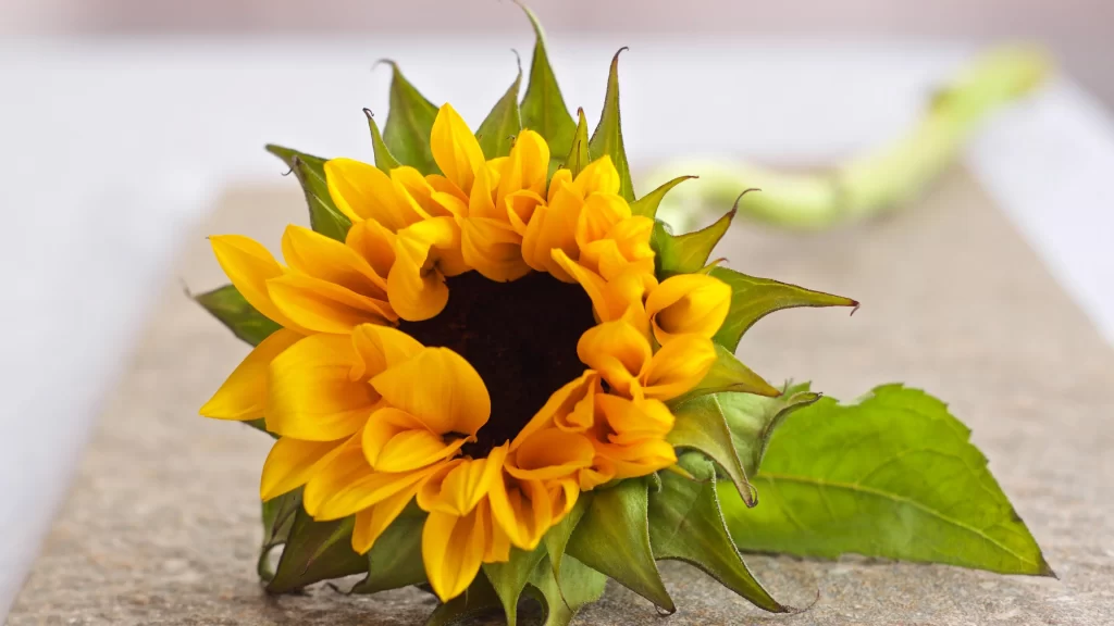 Sunflower Yellow Green warm Brown