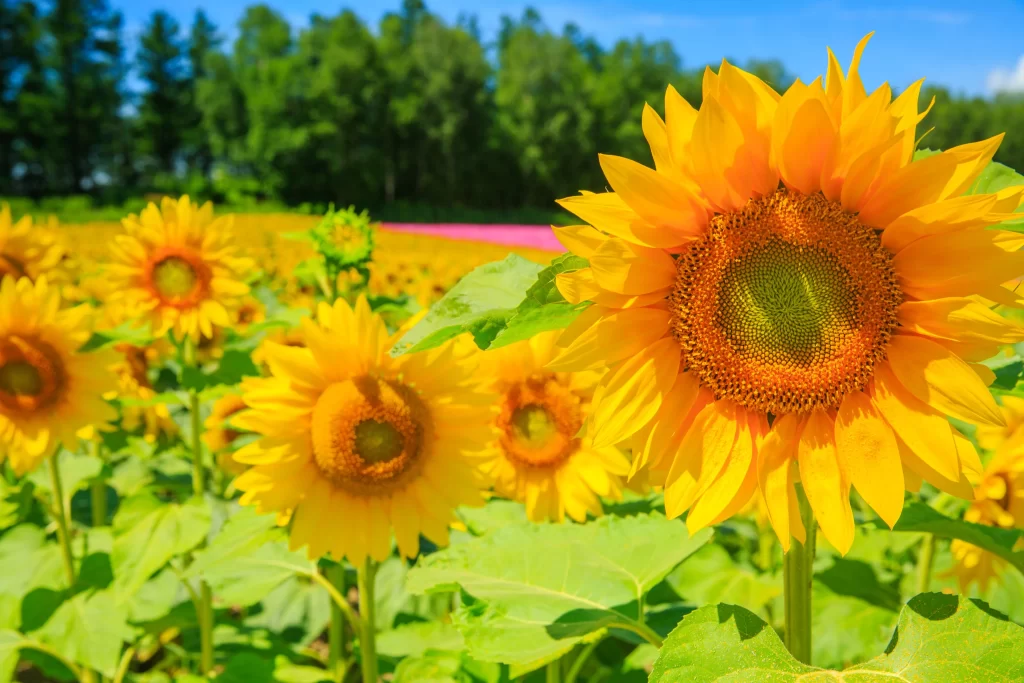 Sunflower Yellow Green warm Blue