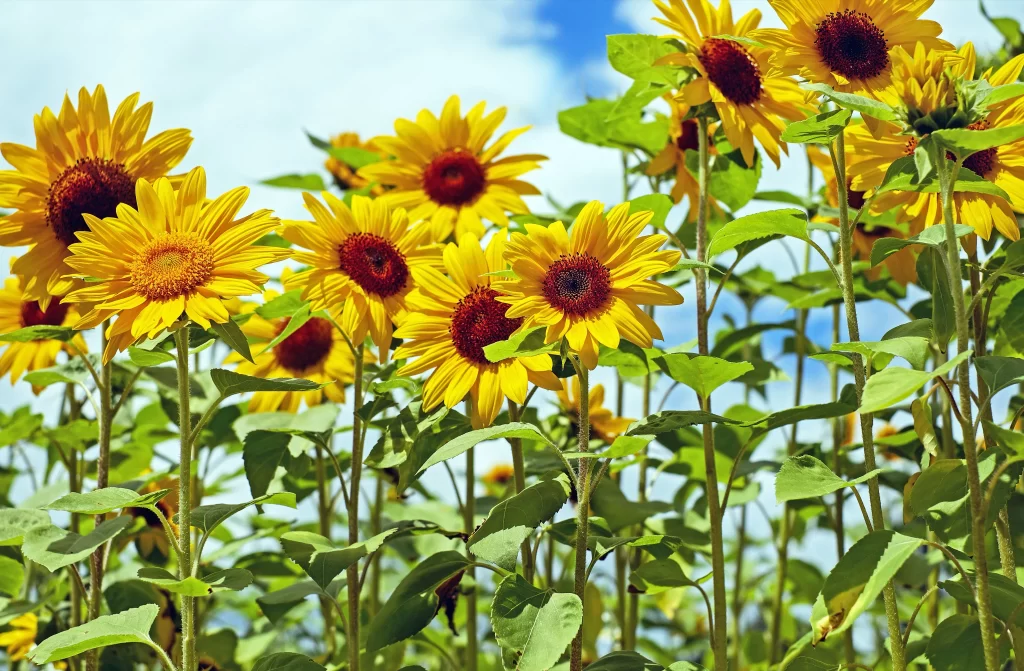 Sunflower Yellow Green warm Blue