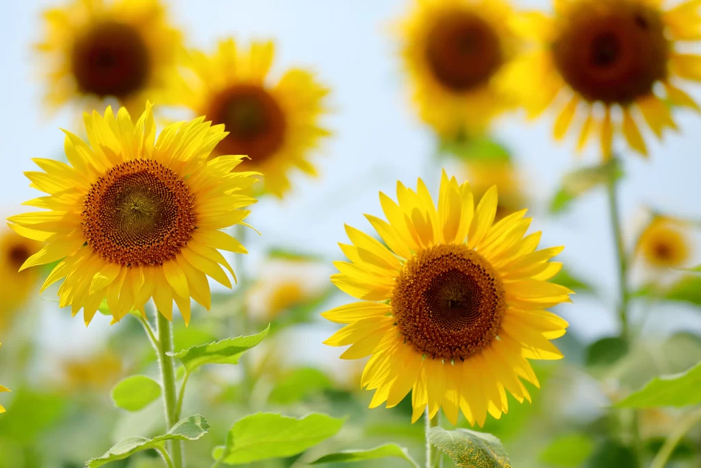 Sunflower Yellow Green warm Blue