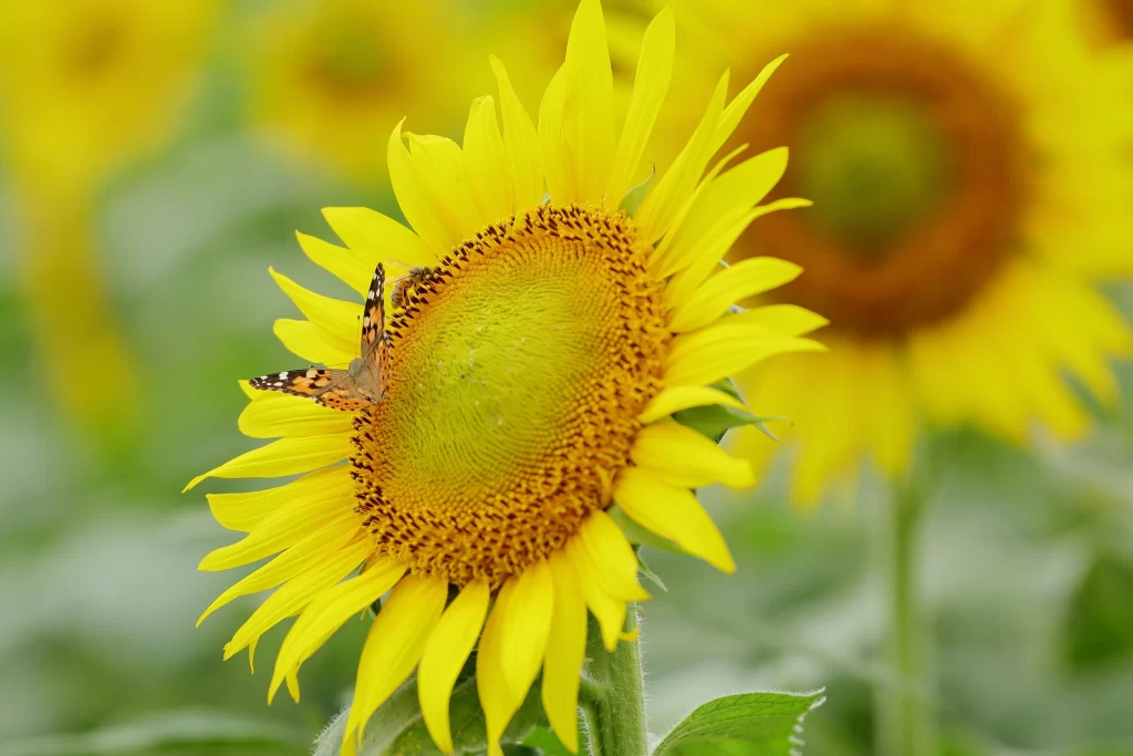 Sunflower Yellow Green warm Orange
