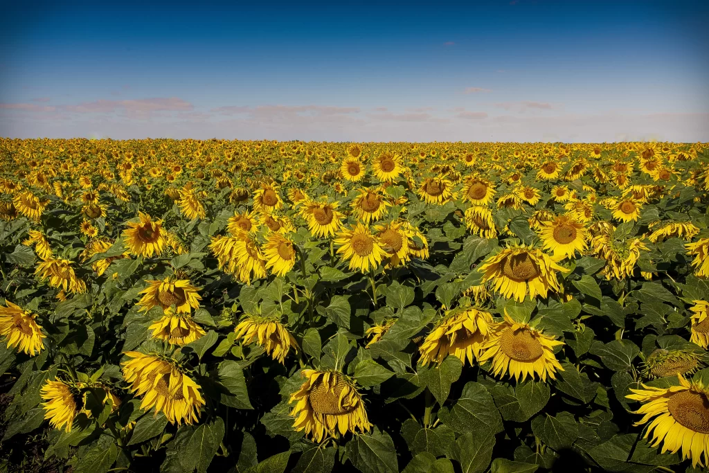 Sunflower Yellow Green warm Blue