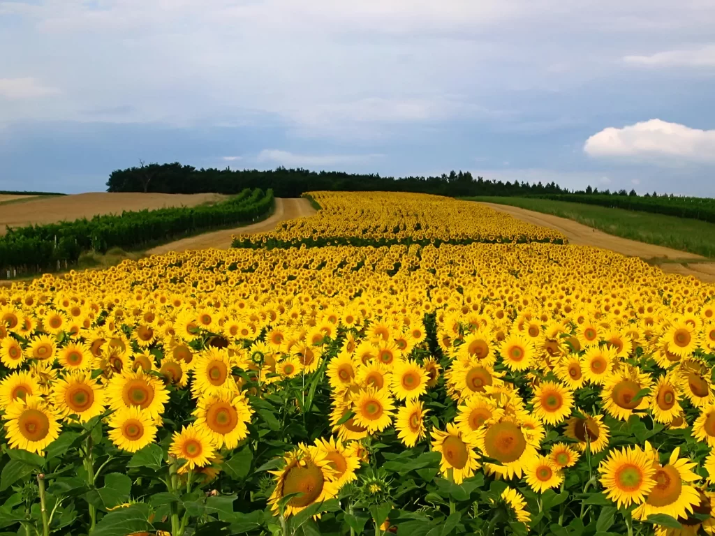 Sunflower Yellow Green warm Blue