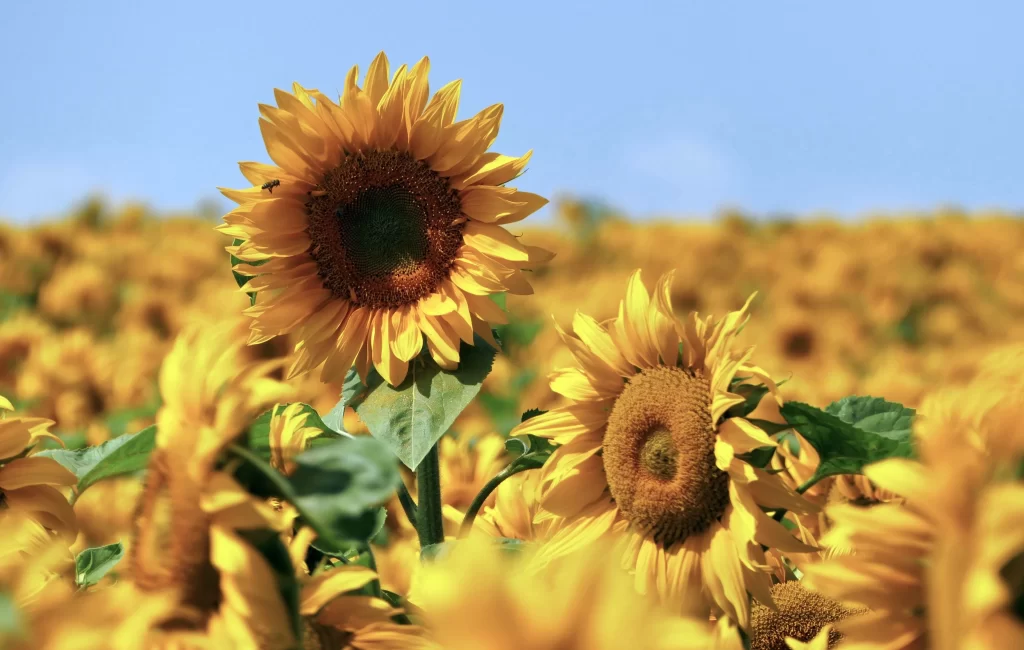 Sunflower Yellow Green warm Blue