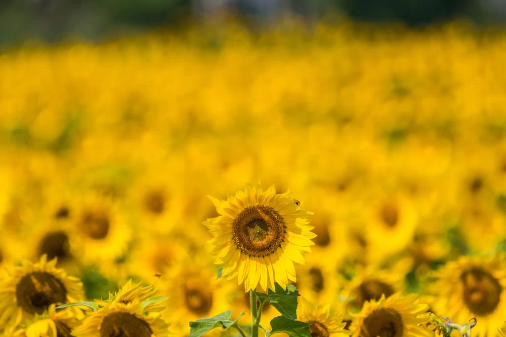 Sunflower Yellow Green warm Field