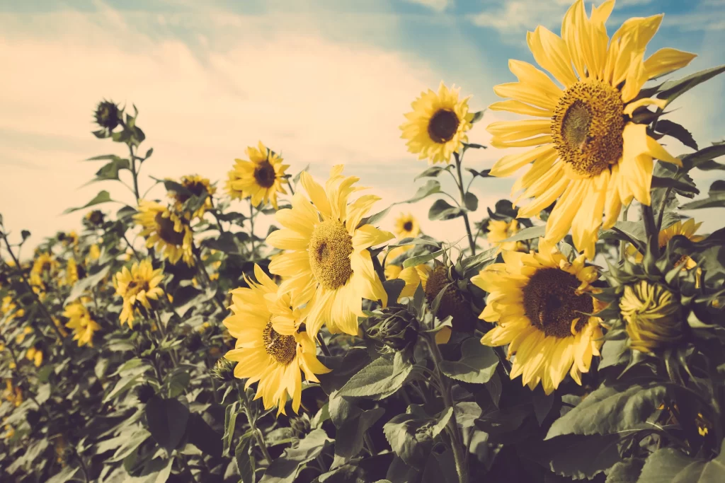 Sunflower Yellow Green warm Blue