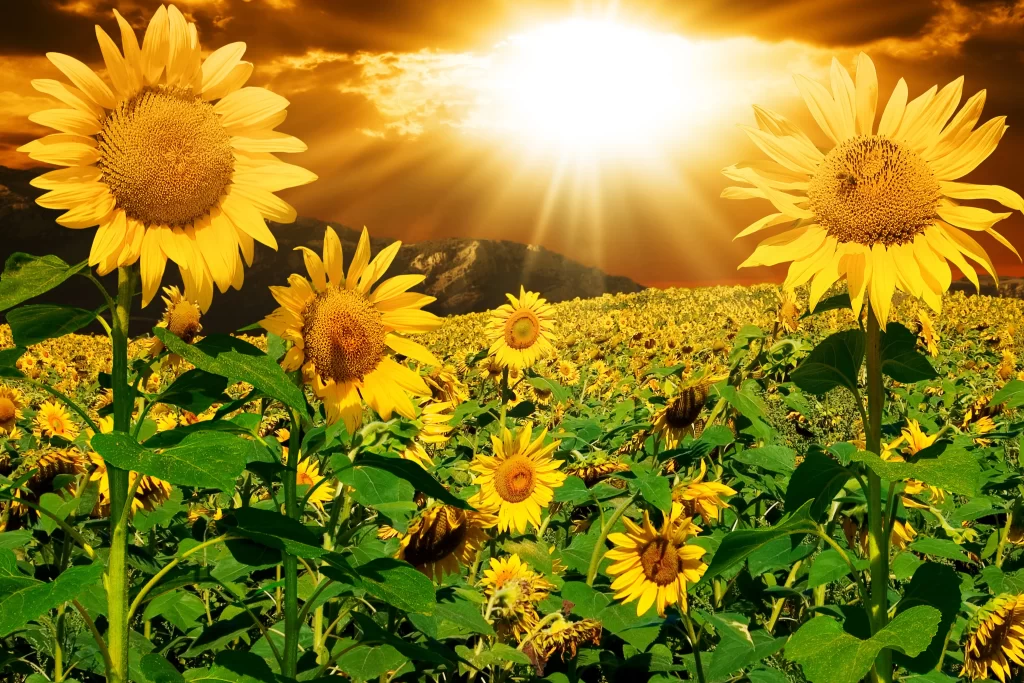 Sunflower Yellow Green warm Orange