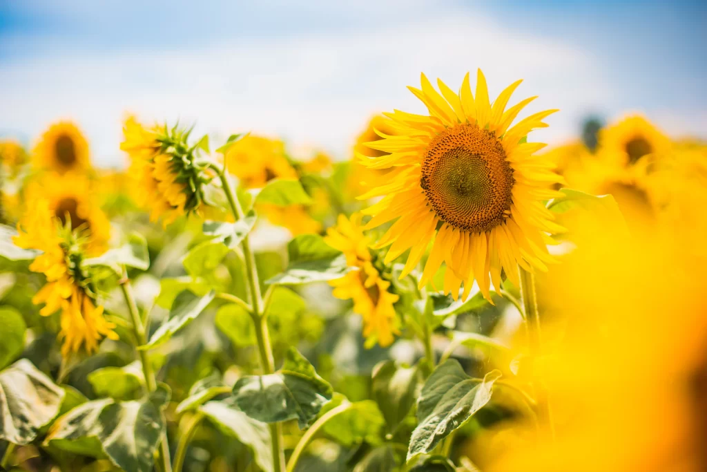 Sunflower Yellow Green warm Blue