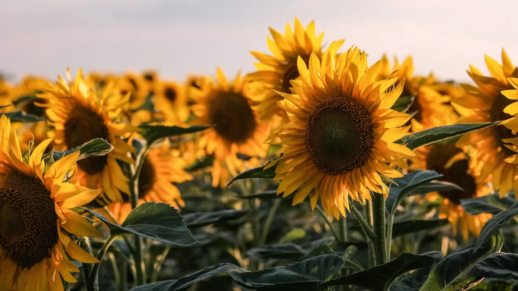 Sunflower Yellow Green warm Blue