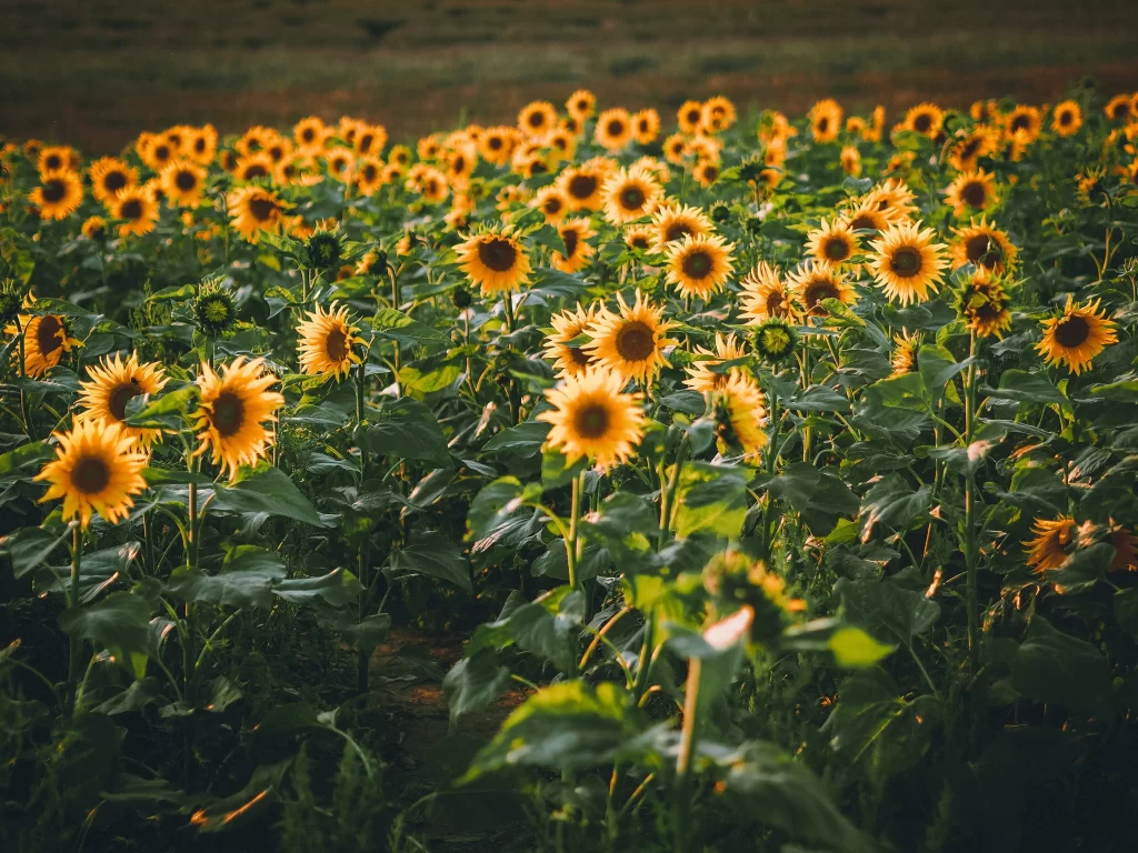 Sunflower Yellow Green warm Leaf