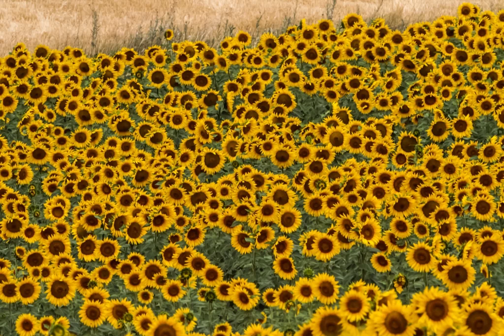 Sunflower Yellow Green warm Field