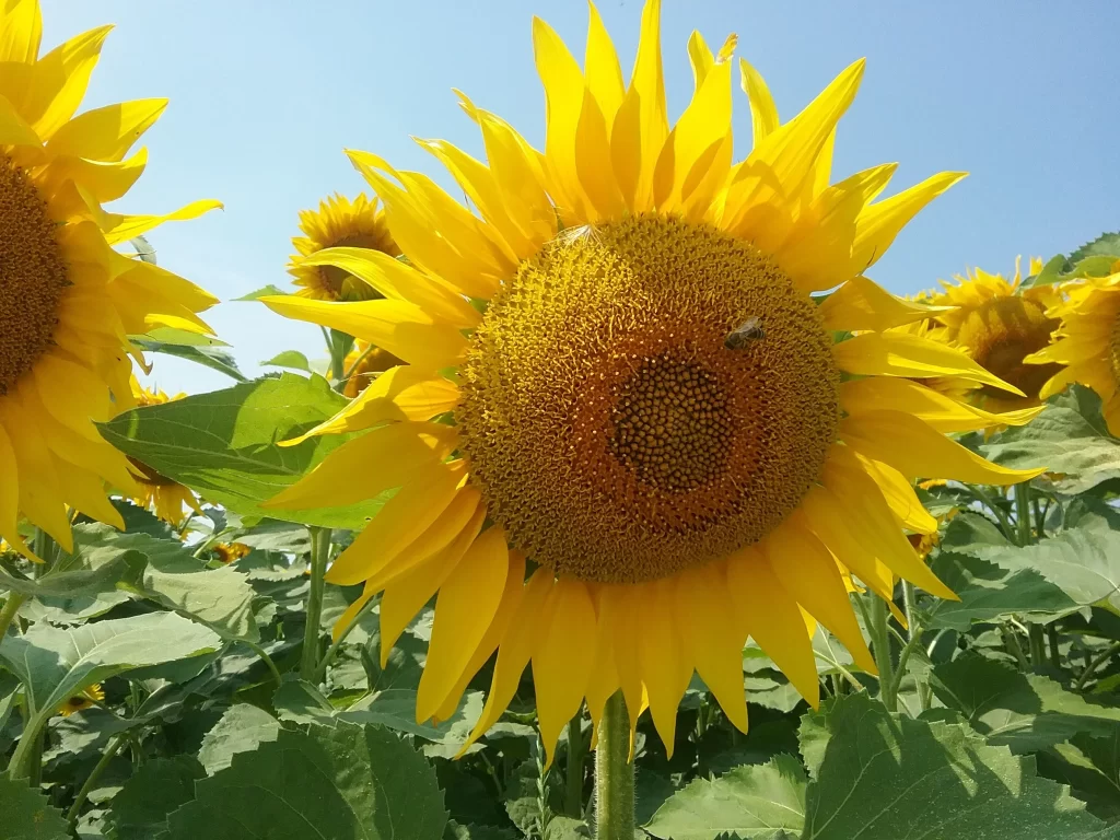 Sunflower Yellow Green warm Blue
