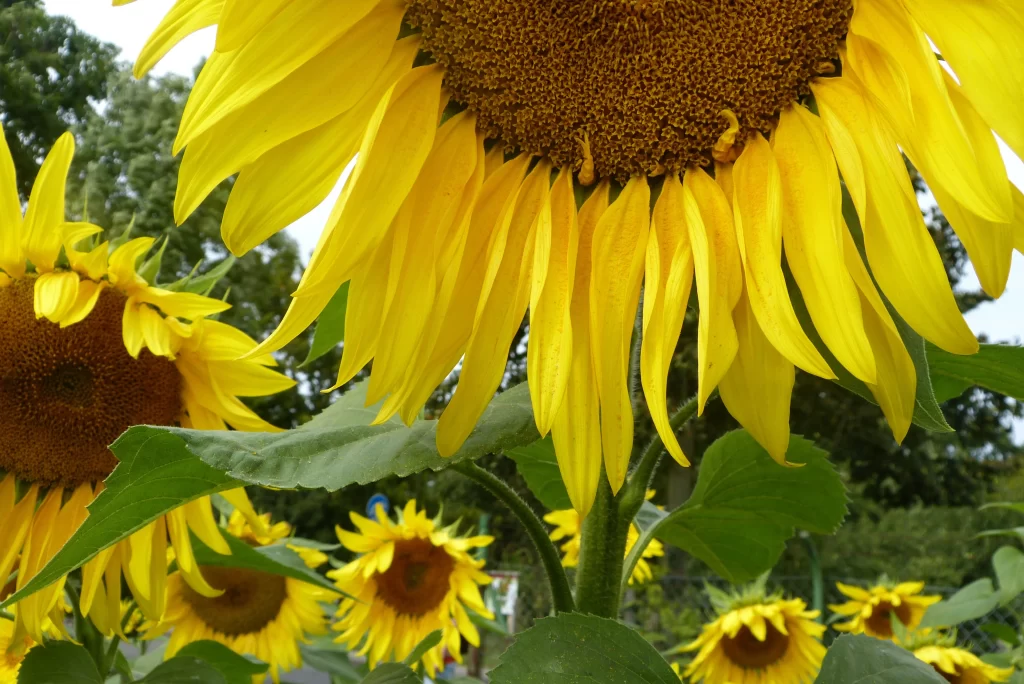 Sunflower Yellow Green warm Leaf