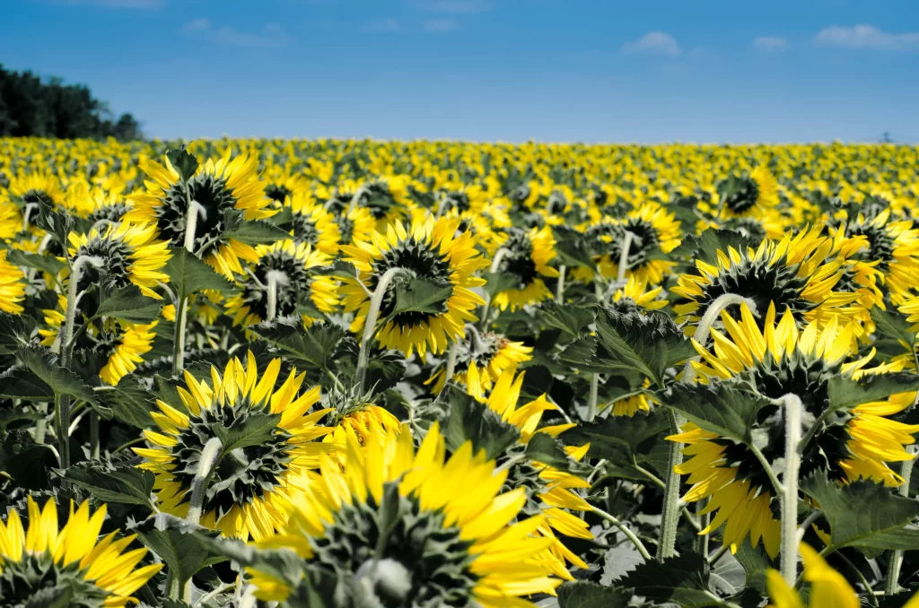 Sunflower Yellow Green warm Blue