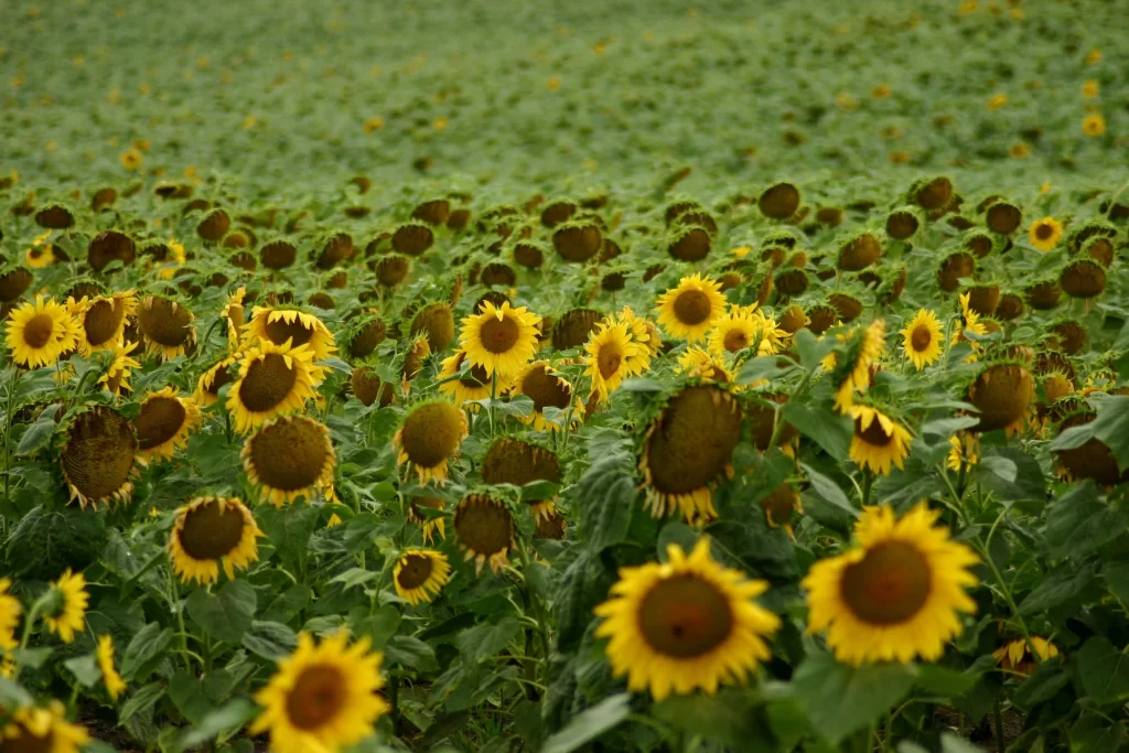 Sunflower Yellow Green warm Field