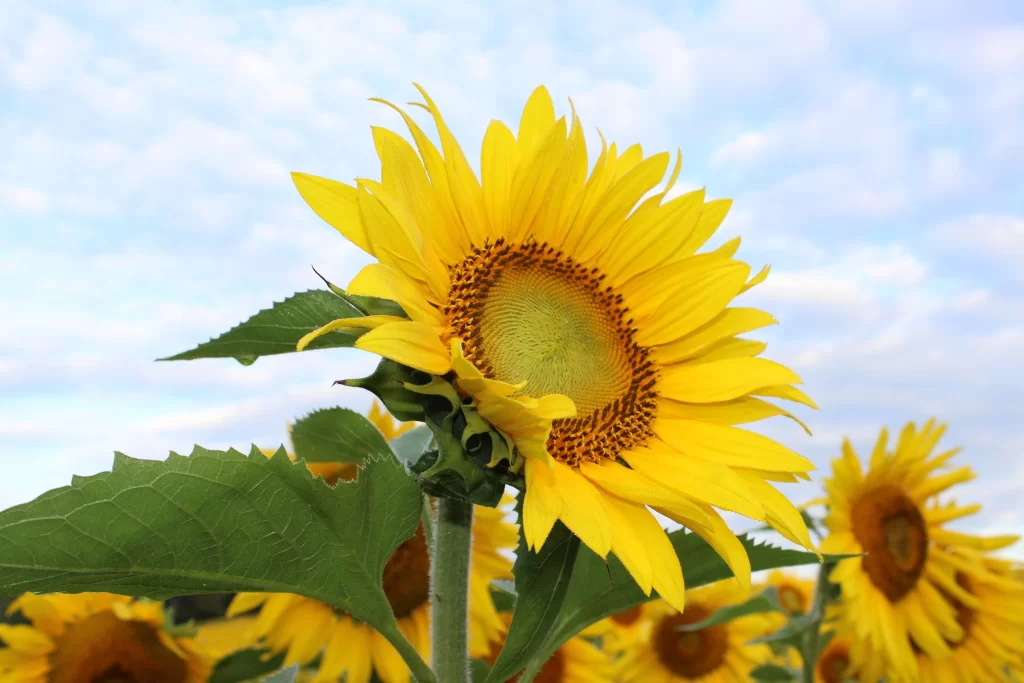 Sunflower Yellow Green warm Blue