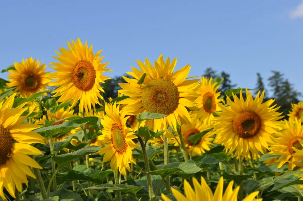 Sunflower Yellow Green warm Blue
