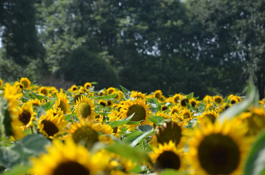 Sunflower Yellow Green warm Leaf
