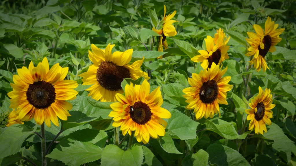 Sunflower Yellow Green warm Leaf