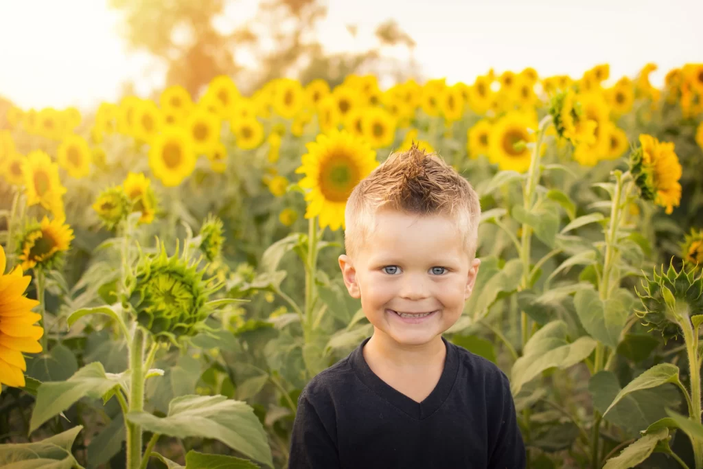 Sunflower Yellow Green warm Field