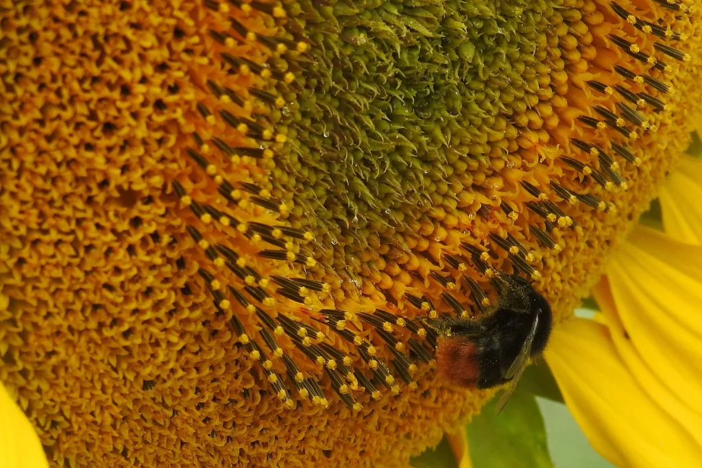 Sunflower Yellow Green warm Bee