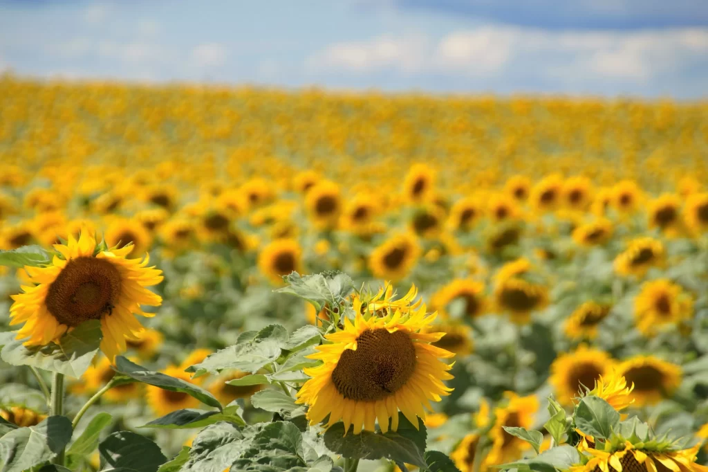 Sunflower Yellow Green warm Blue