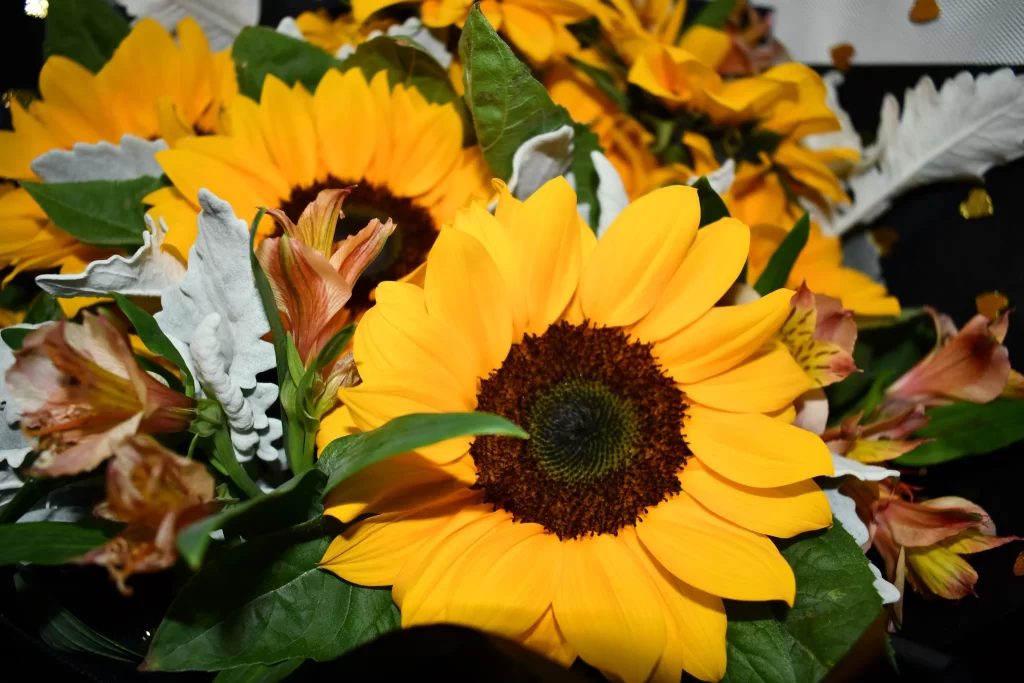 Sunflower Yellow Green White Pink