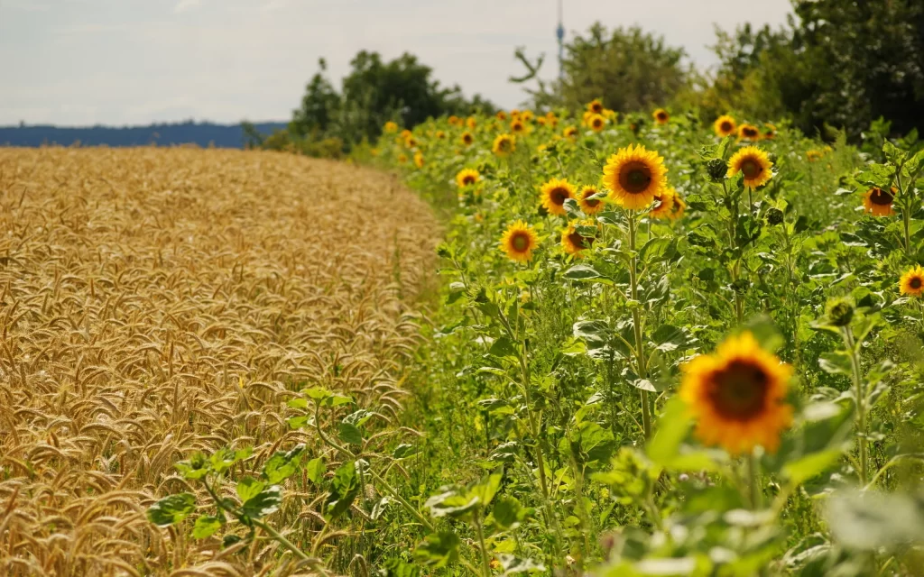 Sunflower Yellow Green Wheat Field