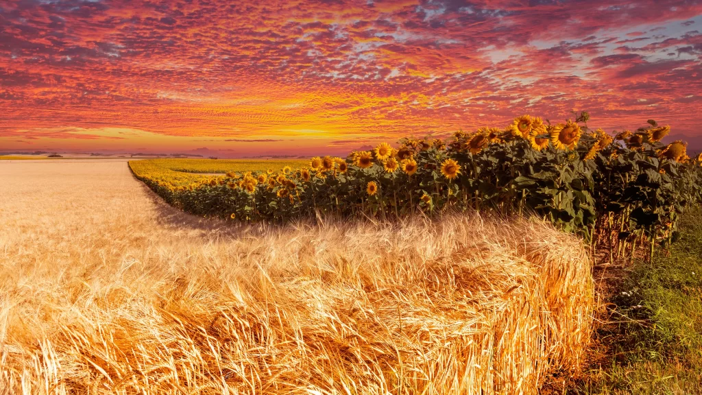 Sunflower Yellow Green Wheat Field Sunset