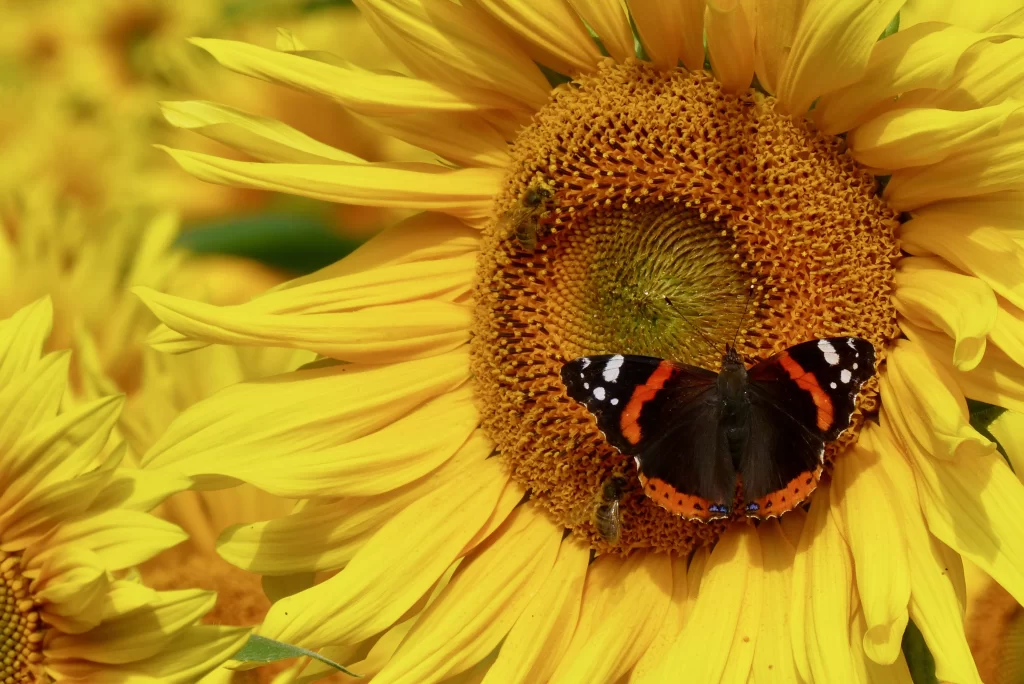 Sunflower Yellow Orange Black White