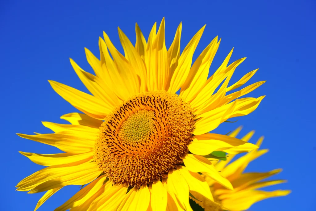 Sunflower Yellow Orange Blue Sky