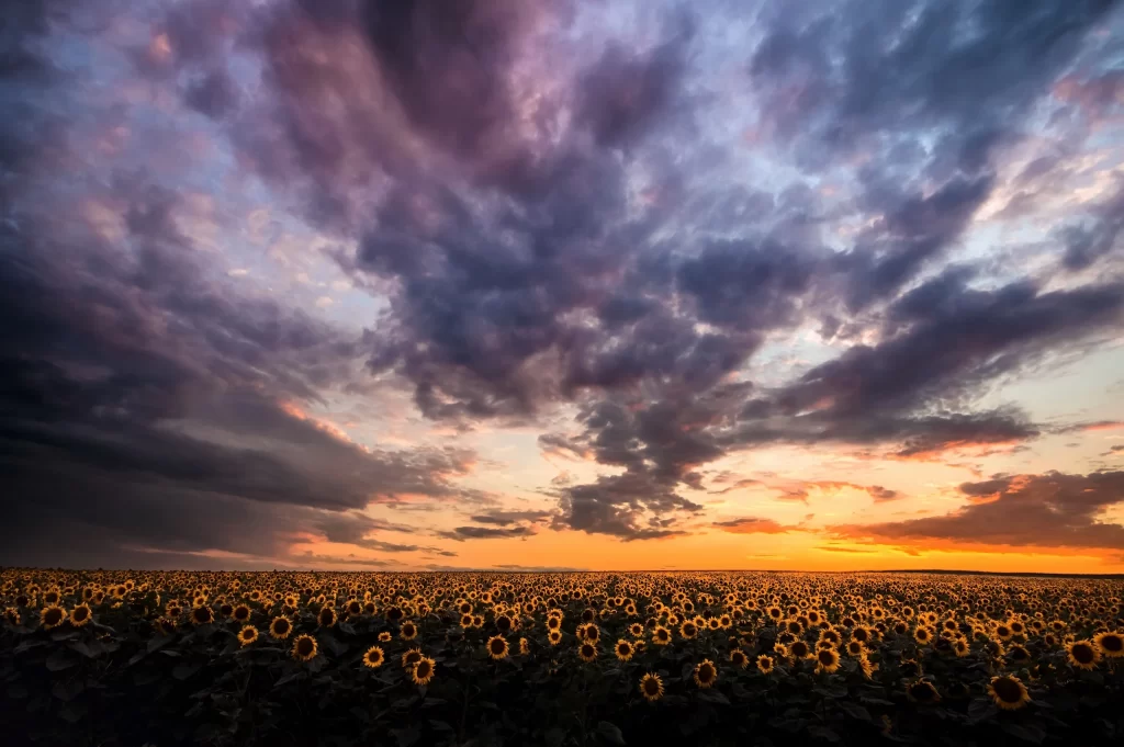 Sunflower Yellow Orange Blue Purple Clouds