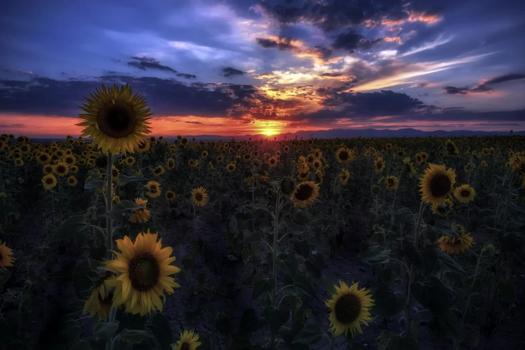 Sunflower Yellow Orange Blue Purple Green