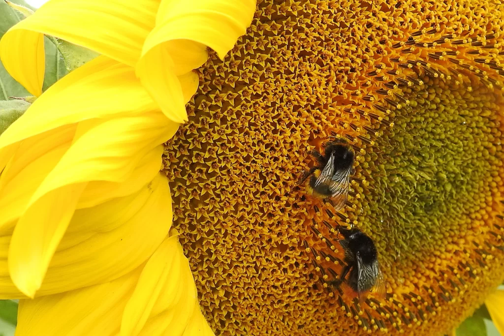 Sunflower Yellow Orange Black Bees