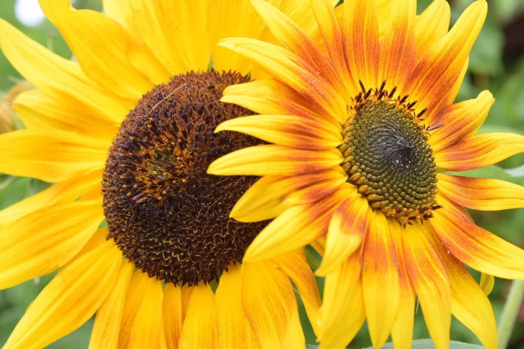 Sunflower Yellow Orange Brown Green