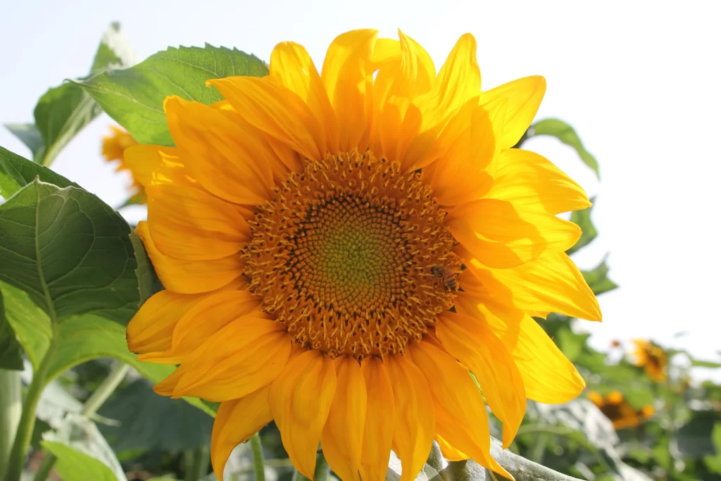 Sunflower Yellow Orange Green Leaf Blue warm Sky