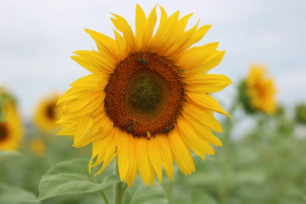 Sunflower Yellow Orange Green Leaf Blue warm Sky