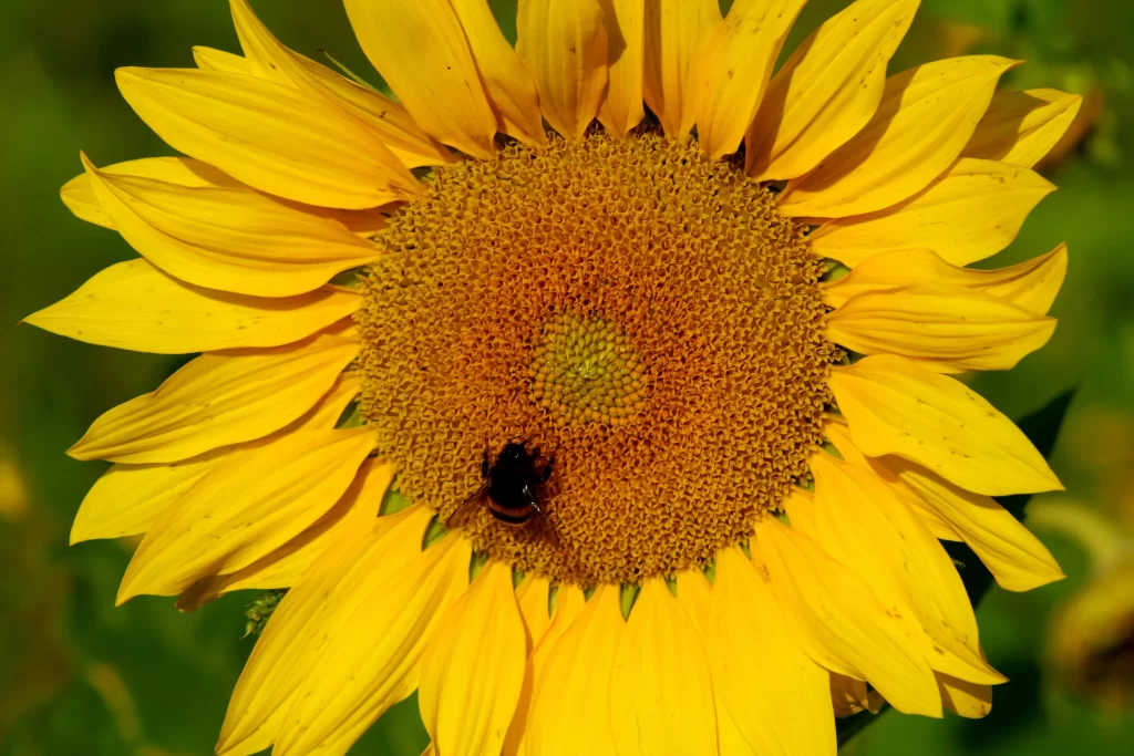 Sunflower Yellow Orange Green Bee