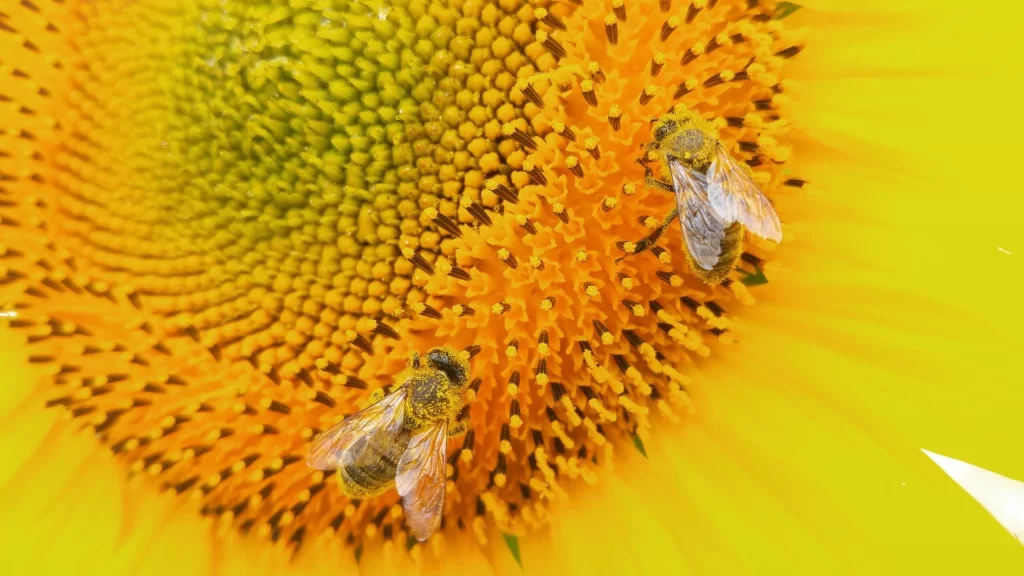 Sunflower Yellow Orange Green Bees