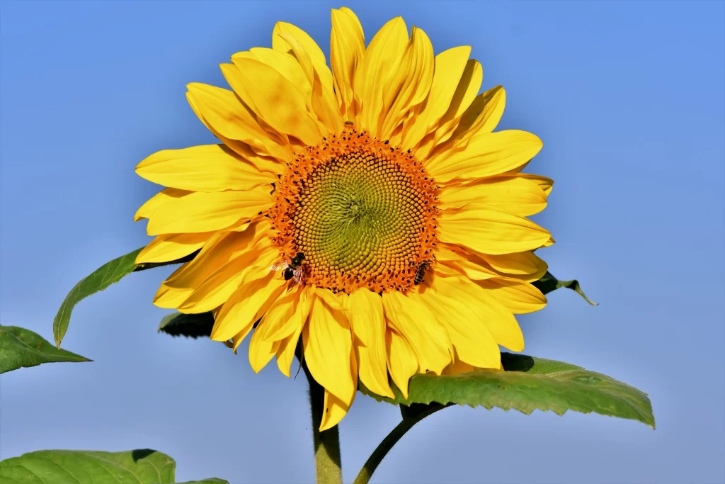 Sunflower Yellow Orange Green gray Blue
