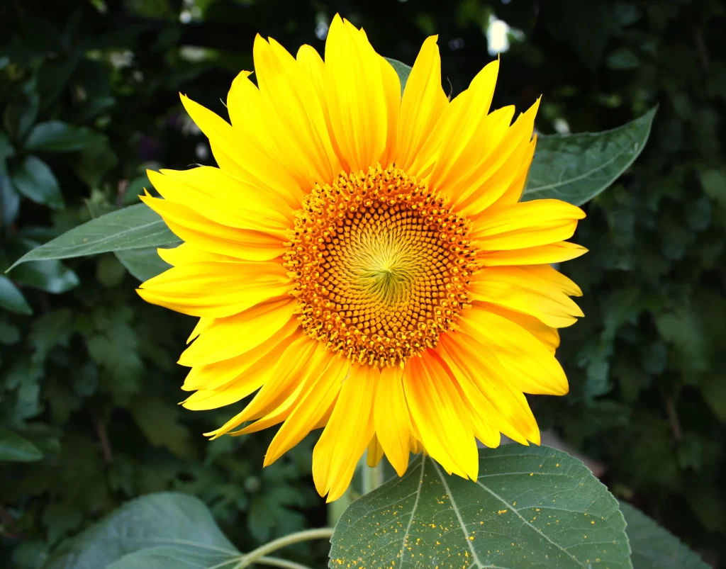 Sunflower Yellow Orange Green warm Leaf