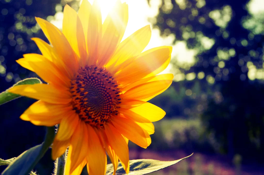 Sunflower Yellow Orange Green Leaf Nature