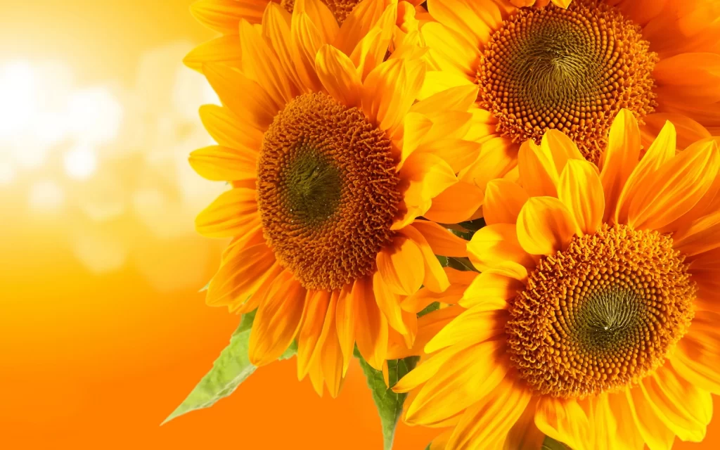 Sunflower Yellow Orange Green Petals Center