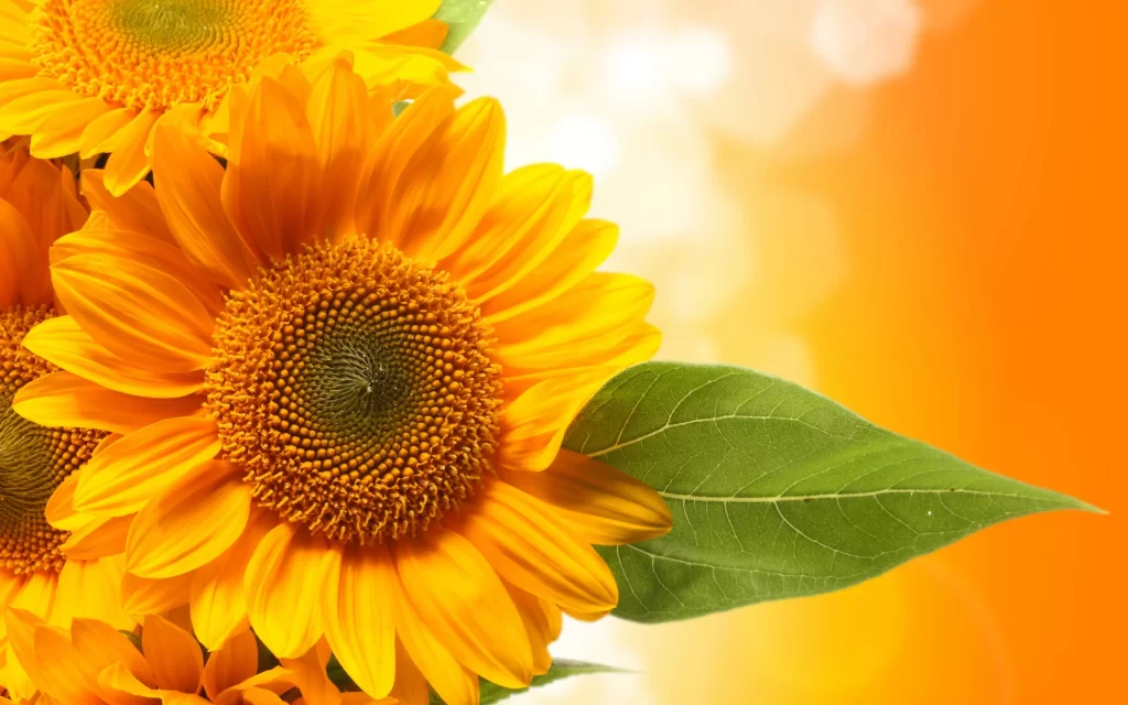 Sunflower Yellow Orange Green Leaf